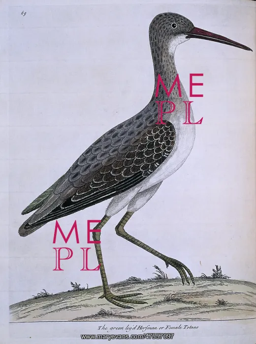 : Tringa nebularia, common greenshank : Tringa nebularia, common greenshank