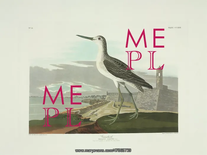 : Tringa nebularia, common greenshank : Tringa nebularia, common greenshank