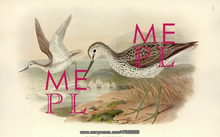 : Tringa nebularia, common greenshank : Tringa nebularia, common greenshank