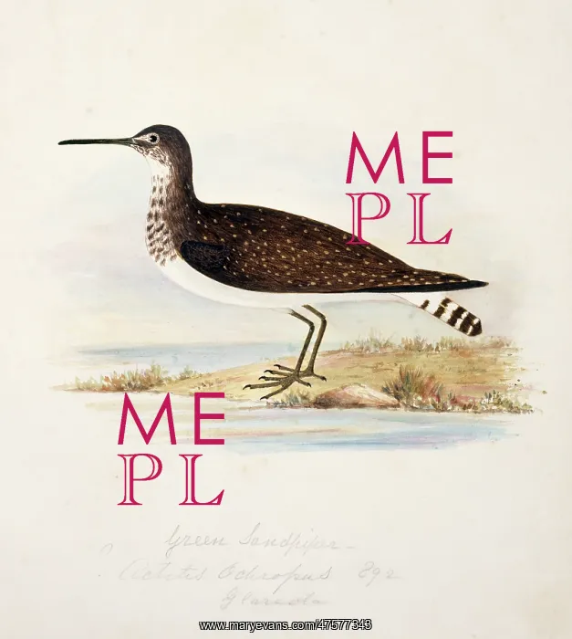 : Tringa ochropus, green sandpiper : Tringa ochropus, green sandpiper