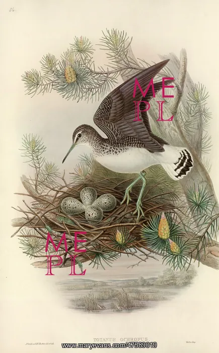 : Tringa ochropus, green sandpiper : Tringa ochropus, green sandpiper