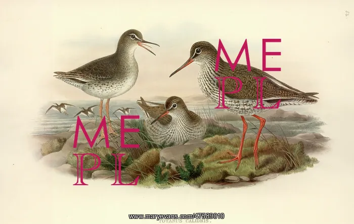 : Tringa totanus, common redshank : Tringa totanus, common redshank