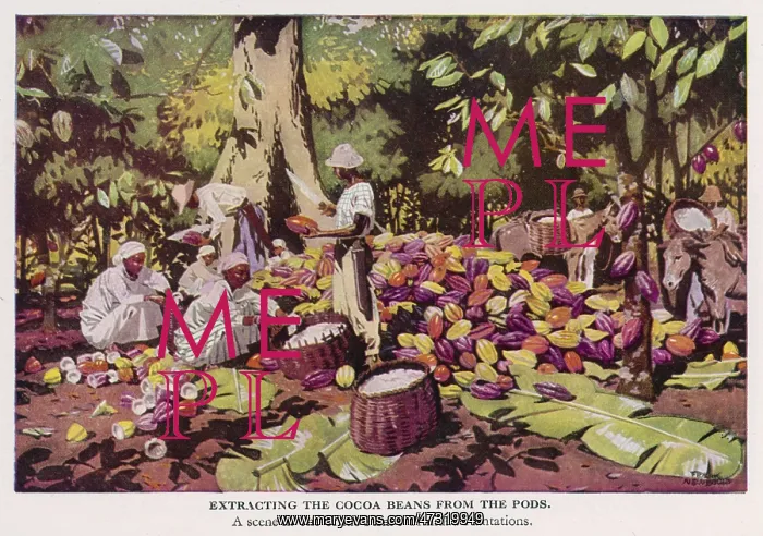 : TRINIDAD COCOA HARVEST : TRINIDAD COCOA HARVEST