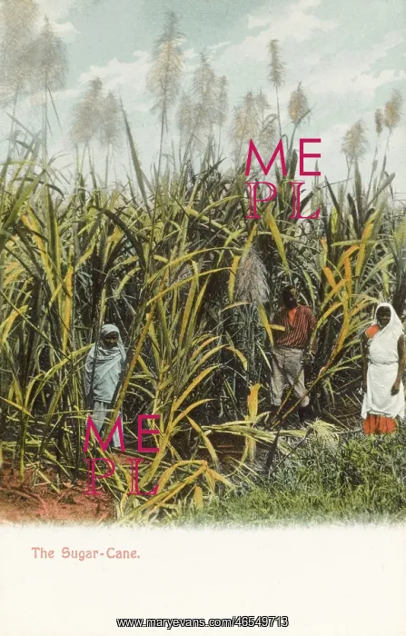 : Trinidad - A field of Sugar Cane : Trinidad - A field of Sugar Cane
