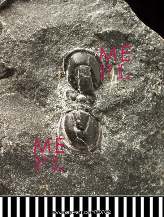 : Trinodus, a fossil trilobite : Trinodus, a fossil trilobite