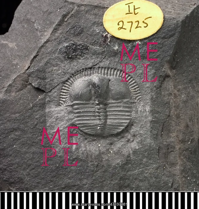 : Trinucleus, a fossil trilobite : Trinucleus, a fossil trilobite