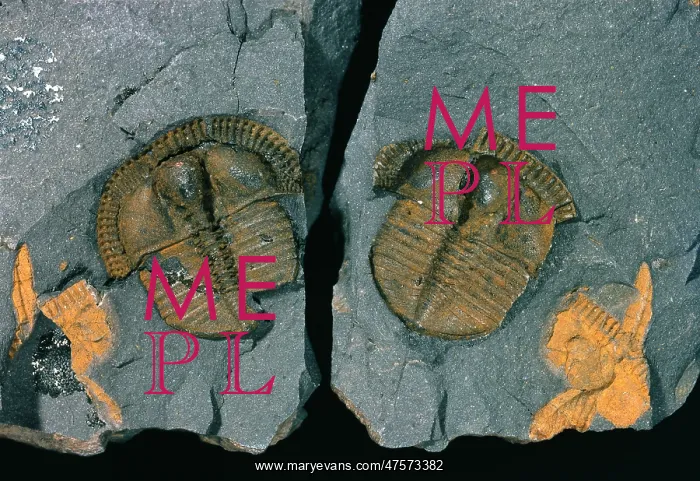 : Trinucleus, trinucleid trilobite : Trinucleus, trinucleid trilobite