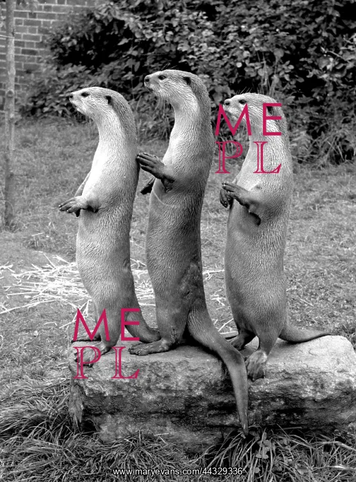: TRIO OF OTTERS 1960S : TRIO OF OTTERS 1960S