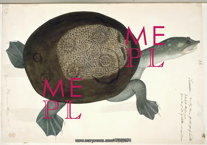 : Trionyx sewaare, turtle : Trionyx sewaare, turtle