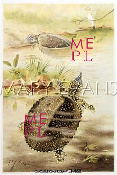  : TRIONYX SOFTSHELL TURTLE