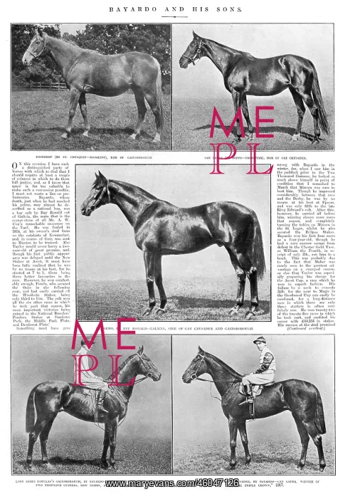 : Triple-crown winner, Gainsborough : Triple-crown winner, Gainsborough