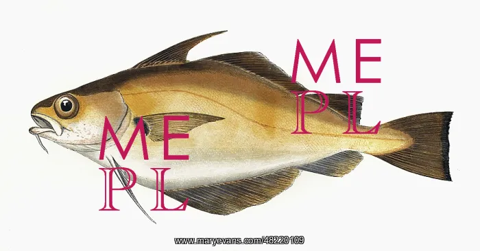 : Trisopterus luscus, or Bib : Trisopterus luscus, or Bib