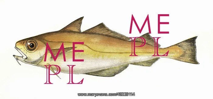 : Trisopterus minutus, or Poor Cod : Trisopterus minutus, or Poor Cod