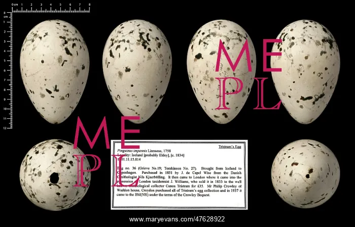 : Tristram's great auk egg : Tristram's great auk egg