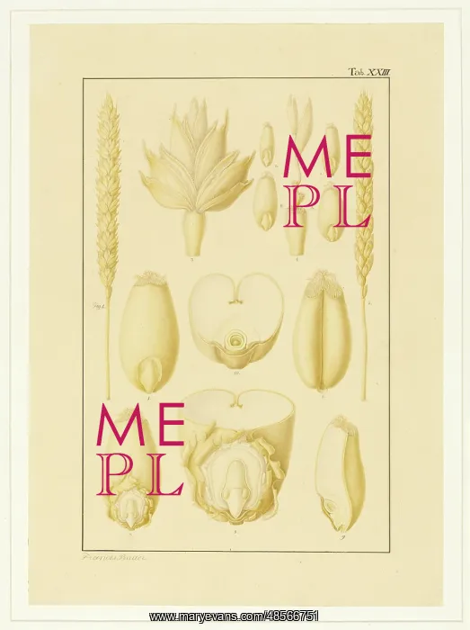 : Triticum aestivum, Wheat : Triticum aestivum, Wheat