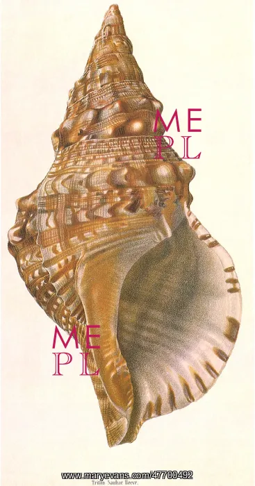 : Triton Shell : Triton Shell