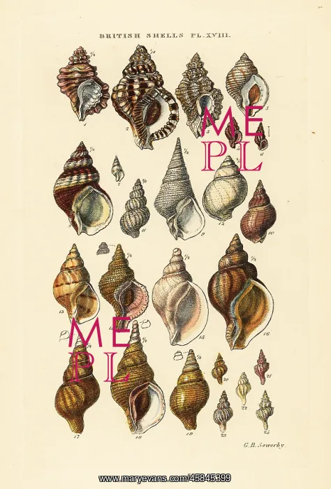 : Triton shells, Ranella, rock snails, Murex, whelk : Triton shells, Ranella, rock snails, Murex, whelk