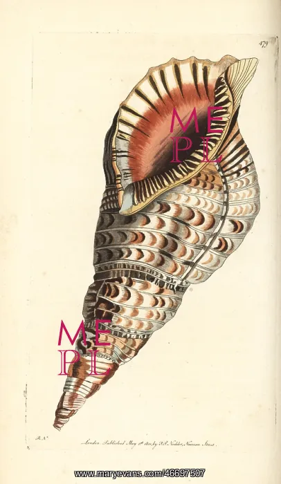 : Triton's trumpet, Charonia tritonis : Triton's trumpet, Charonia tritonis