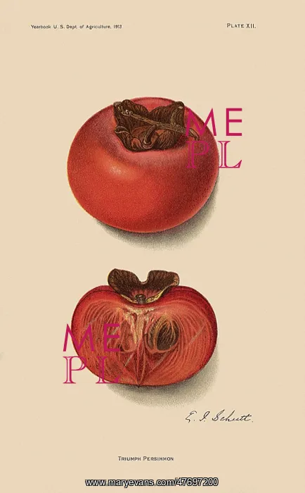  : Triumph Persimmon