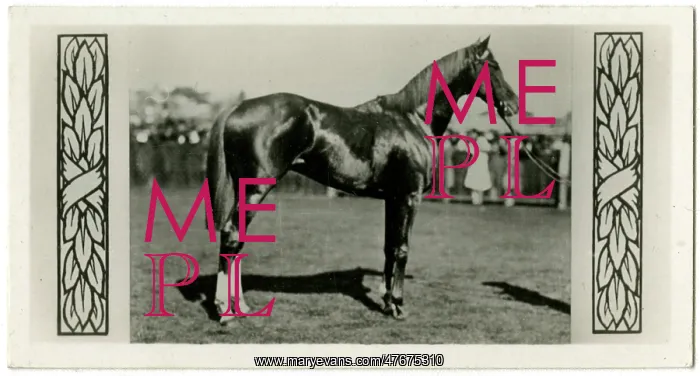 : Trivalve, Australian race horse : Trivalve, Australian race horse