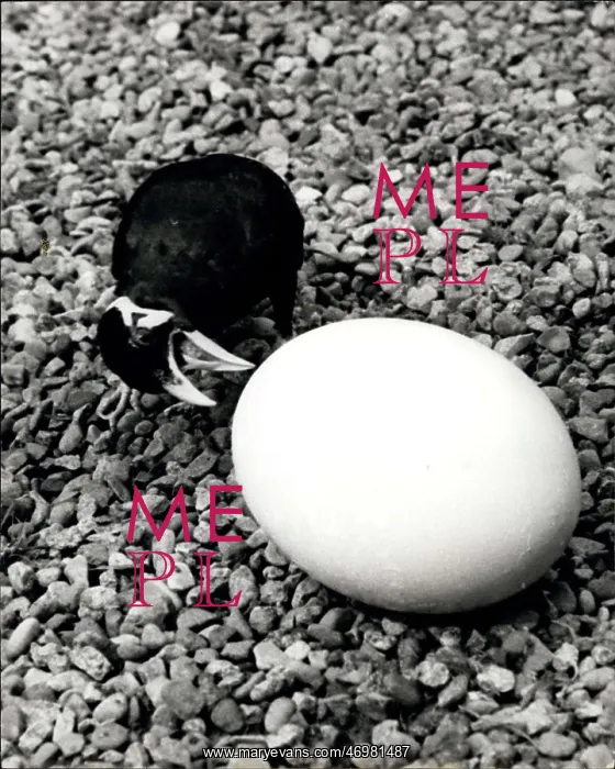 : Trixie the Mynah bird examines a large egg : Trixie the Mynah bird examines a large egg