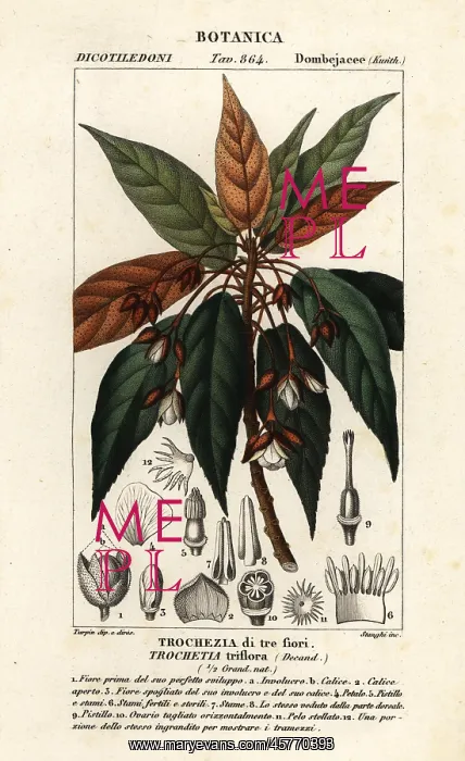 : Trochetia triflora : Trochetia triflora