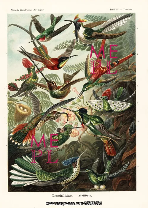 : Trochilidae hummingbirds : Trochilidae hummingbirds