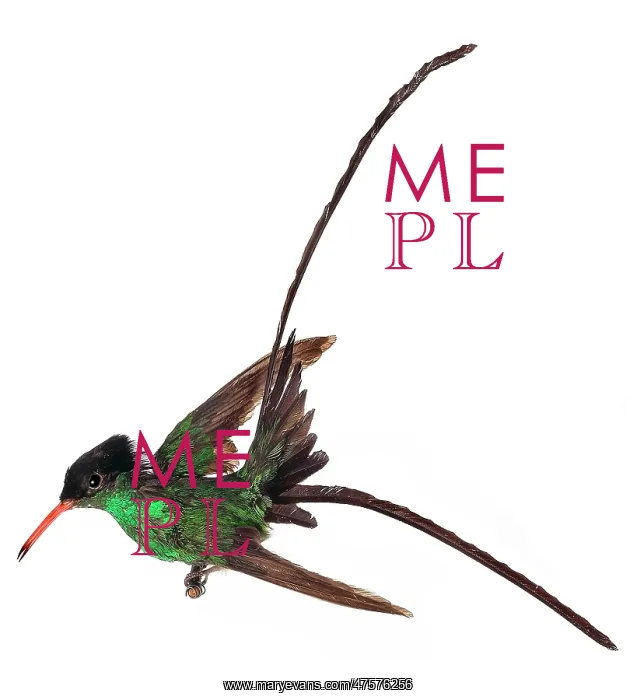 : Trochilus polytmus, red-billed streamertail : Trochilus polytmus, red-billed streamertail