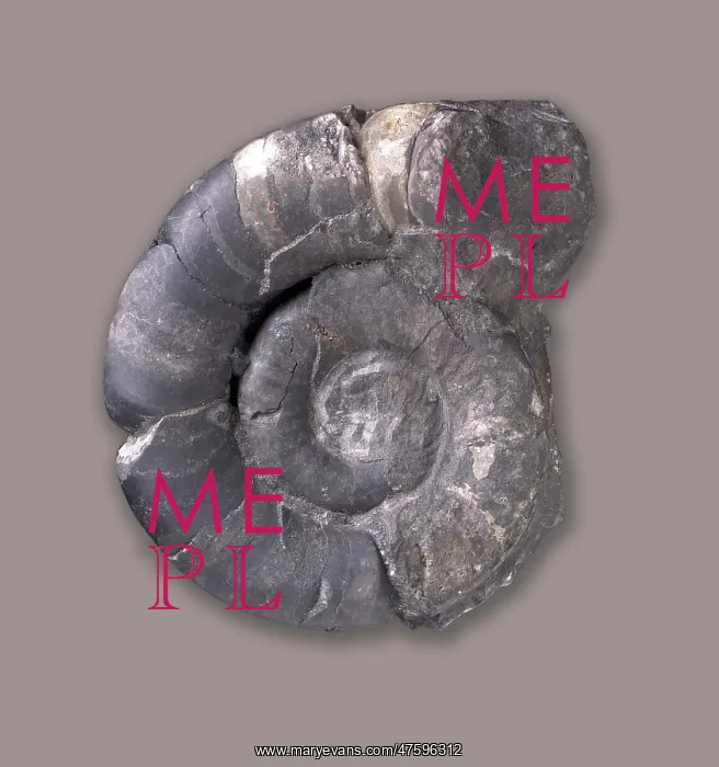 : Trocholites sp : Trocholites sp