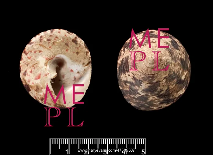 : Trochus niloticus, top shell : Trochus niloticus, top shell