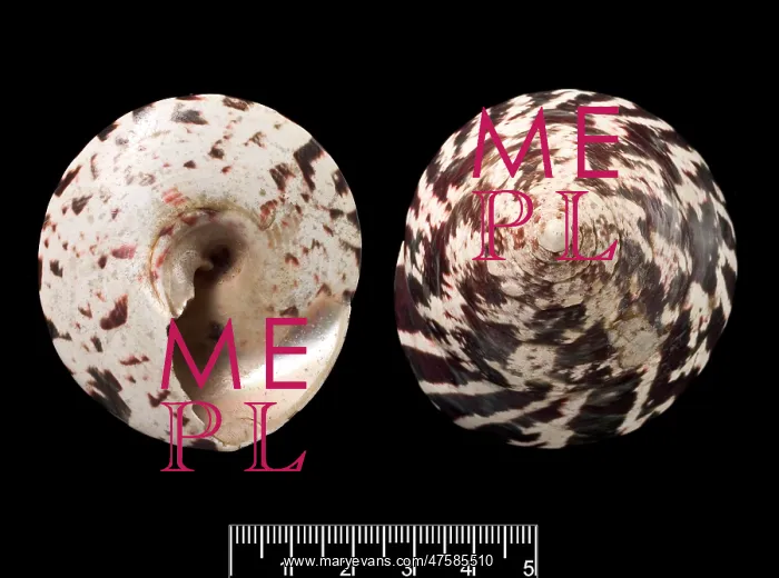: Trochus niloticus, top shell : Trochus niloticus, top shell