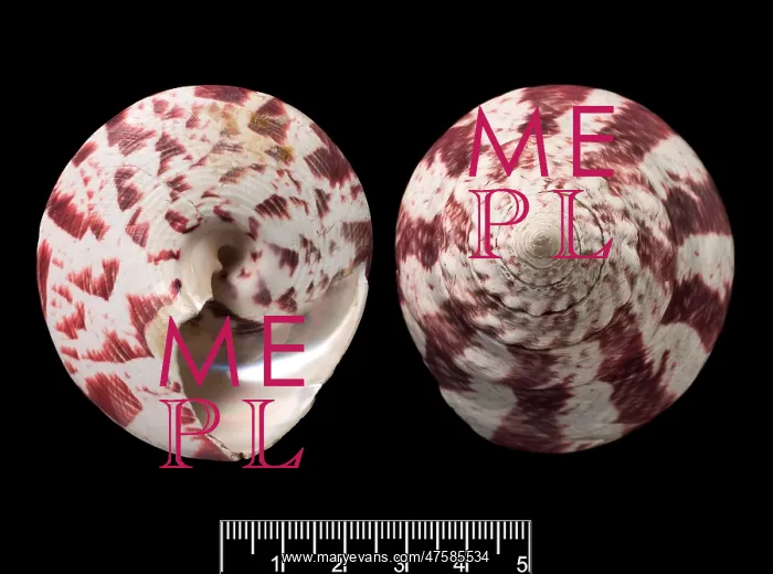 : Trochus niloticus, top shell : Trochus niloticus, top shell