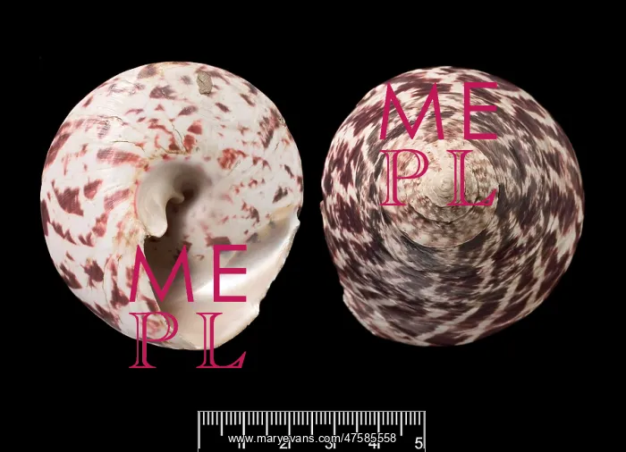 : Trochus niloticus, top shell : Trochus niloticus, top shell