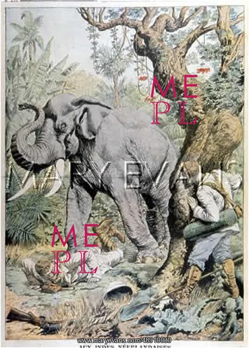 : TRODDEN BY ELEPHANT : TRODDEN BY ELEPHANT