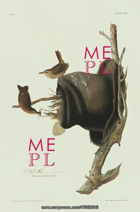 : Troglodytes aedon, house wren : Troglodytes aedon, house wren