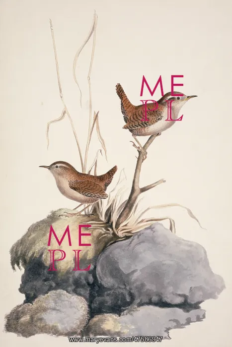 : Troglodytes troglodytes, winter wren : Troglodytes troglodytes, winter wren