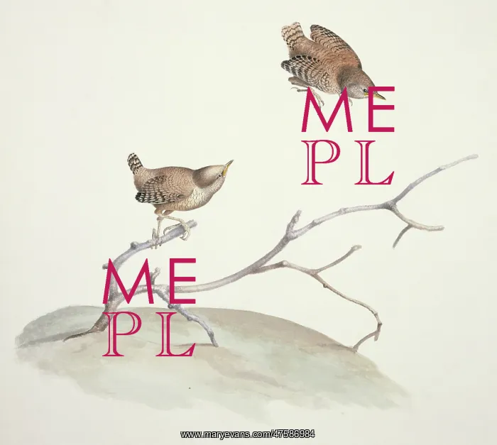 : Troglodytes troglodytes, winter wren : Troglodytes troglodytes, winter wren