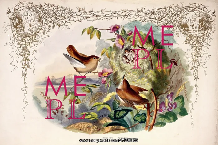 : Troglodytes troglodytes, wren : Troglodytes troglodytes, wren