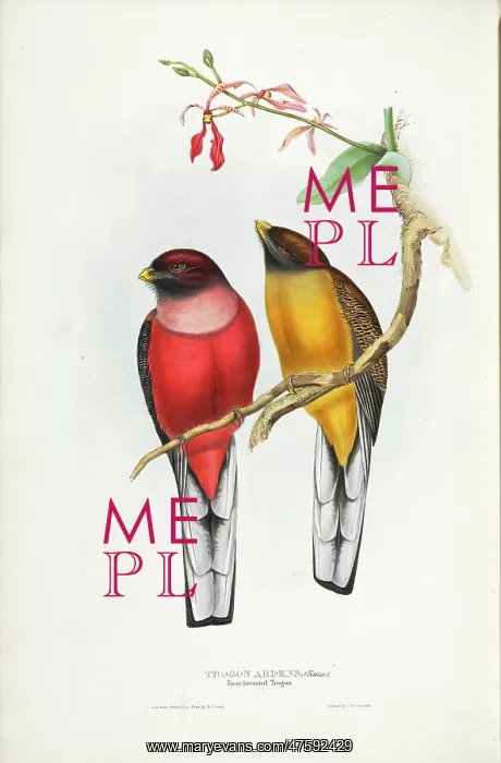 : Trogon ardens, Philippine trogon : Trogon ardens, Philippine trogon