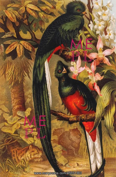  : Trogon - Bird - Animal - Nature