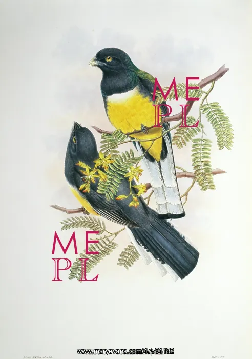 : Trogon citreolus, citreoline trogon : Trogon citreolus, citreoline trogon