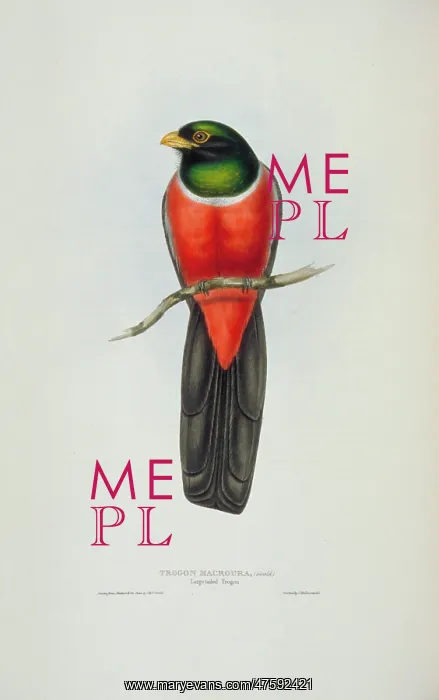 : Trogon melanurus macroura, black-tailed trogon : Trogon melanurus macroura, black-tailed trogon