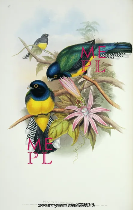 : Trogon violaceus ramonianus, violaceous trogon : Trogon violaceus ramonianus, violaceous trogon