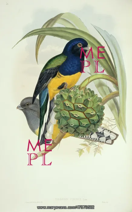 : Trogon viridis, white-tailed trogon : Trogon viridis, white-tailed trogon
