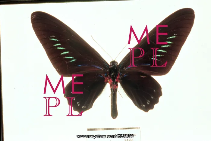 : Trogonoptera trojana, birdwing butterfly : Trogonoptera trojana, birdwing butterfly
