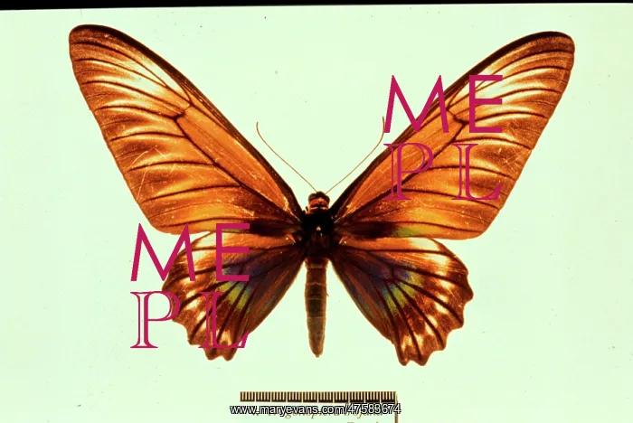 : Trogonoptera trojana, birdwing butterfly : Trogonoptera trojana, birdwing butterfly