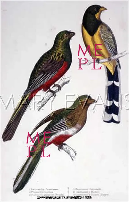 : THREE TROGONS : THREE TROGONS