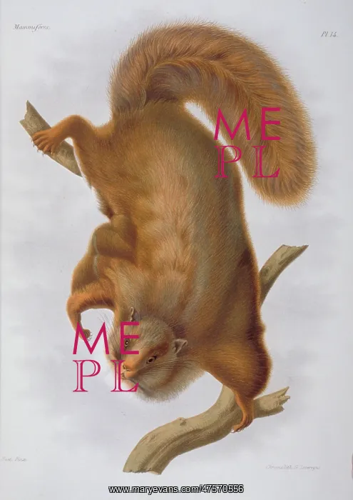 : Trogopterus xanthipes, complex-toothed flying squirrel : Trogopterus xanthipes, complex-toothed flying squirrel
