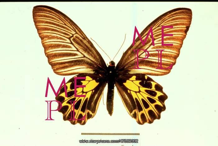 : Troides aeacus, golden birdwing butterfly : Troides aeacus, golden birdwing butterfly