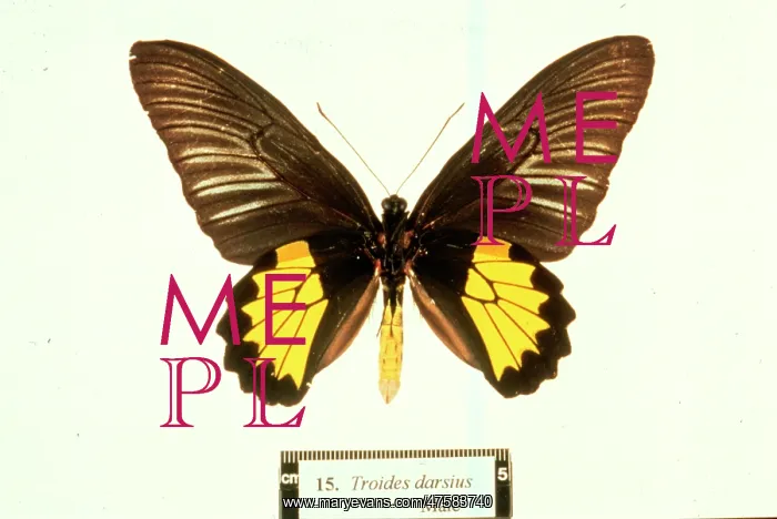 : Troides amphrysus, birdwing butterfly : Troides amphrysus, birdwing butterfly